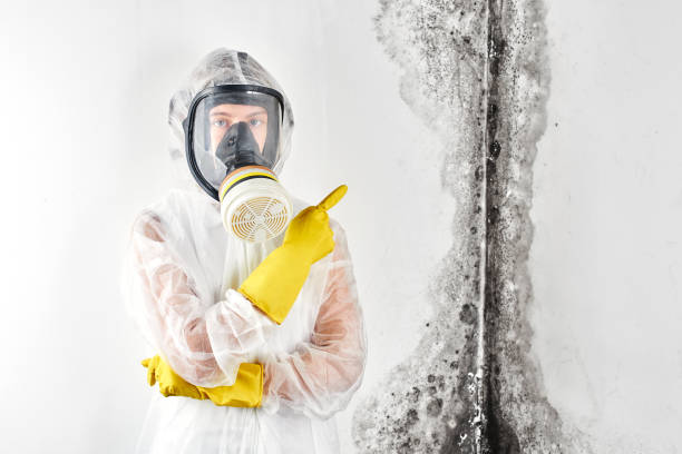 Best Residential Mold Inspection & Testing in Inverness, IL